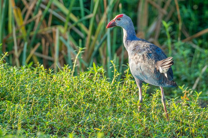 Birdwatching in Bundala National Park from Tissamaharama - Photo 1 of 6